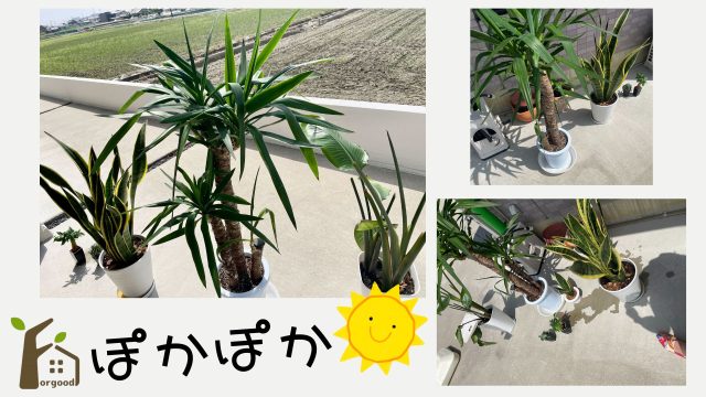 ショールームの植物