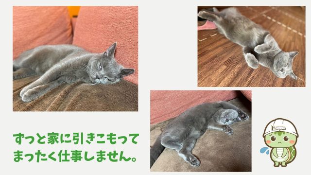 フォーグッド　看板猫まる