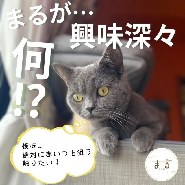 こんにちは！
最近まるの家に新入り入りました✨
・
今日はやることいっぱいなのでこの辺で失礼します😅#カブトムシ#猫#夏