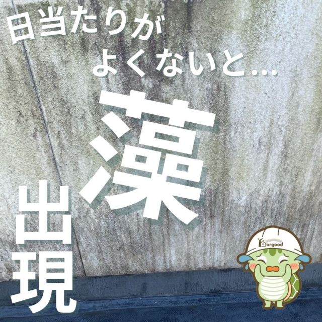 こんにちは！
日当たりが悪く汚れが目立っていたベランダの壁です🐢
・
綺麗になるまでの工程をどうぞ😊
#日当たり#藻やコケ#施工工程